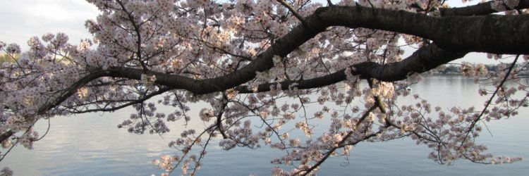 Cherry Blossoms by Rachel Lee