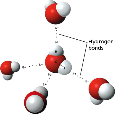 hydrogen bonds in
      water