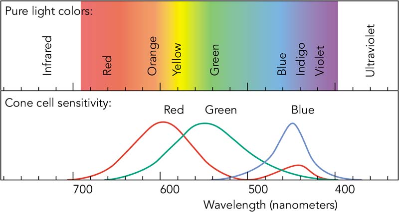 visible spectrum
