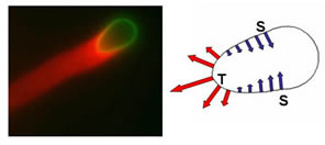 Bio-mimetic system of actin