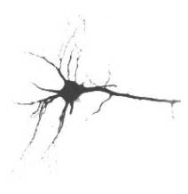 neuron